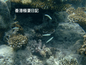 f0190653_1072451.gif