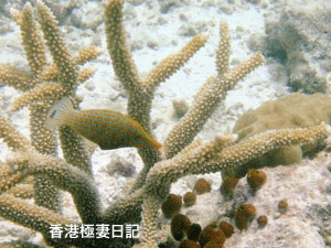 f0190653_1074551.gif