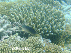 f0190653_10805.gif