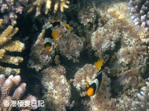 f0190653_12543346.gif