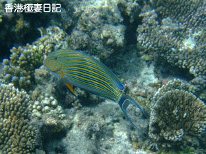 f0190653_1254549.gif