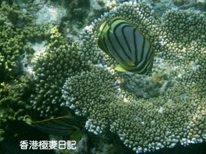 f0190653_1254927.gif