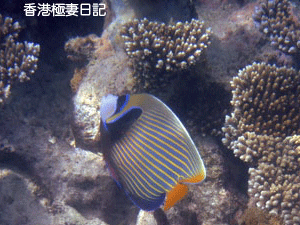 f0190653_125503.gif