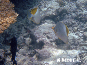 f0190653_12551033.gif