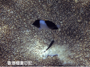 f0190653_12553423.gif