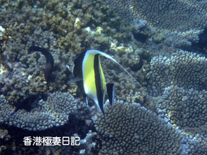 f0190653_12554214.gif