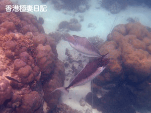 f0190653_1265252.gif