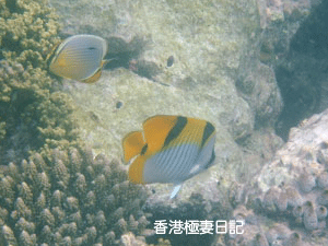 f0190653_1293491.gif