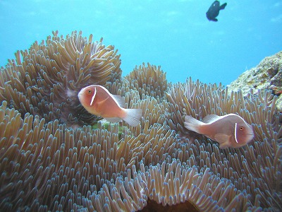 c0180460_18151926.jpg