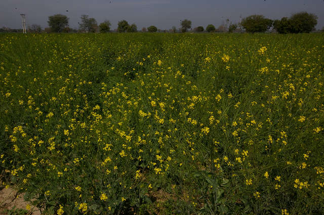 インド滞在記2011 その4: India 2011 Part4_a0186568_1048172.jpg