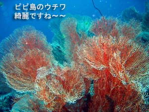 アジアを満喫中♪_f0144385_0273647.jpg