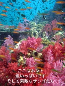 アジアを満喫中♪_f0144385_028243.jpg