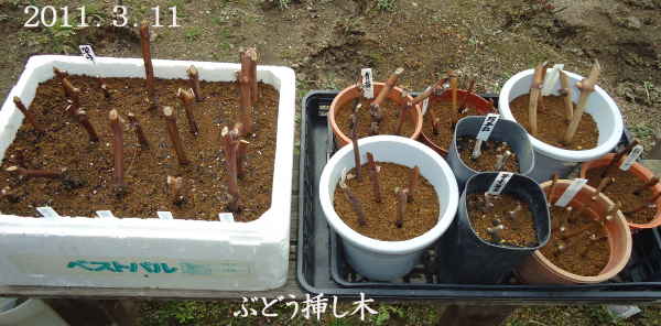 趣味の 果樹 今年も ぶどう と 新たに 桜桃 に注力