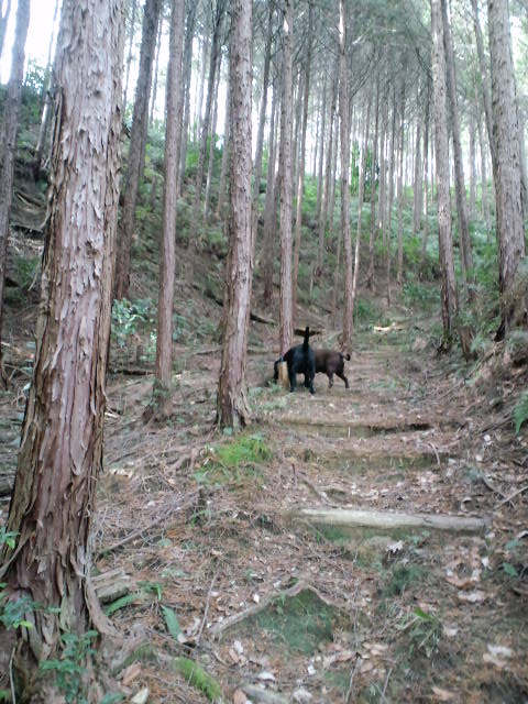 山口県東部全犬種クラブ展_d0081210_23524459.jpg