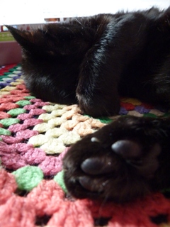 お気に入りの場所猫 ろった編。_a0143140_23563634.jpg