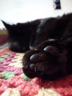 お気に入りの場所猫 ろった編。_a0143140_23564791.jpg
