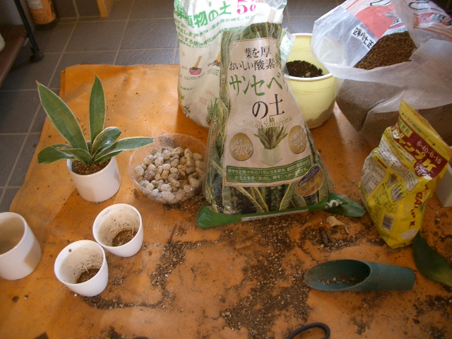 恒例?ハニーの株分け_a0155844_16505083.jpg