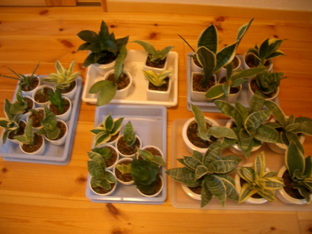 恒例?ハニーの株分け_a0155844_16511867.jpg