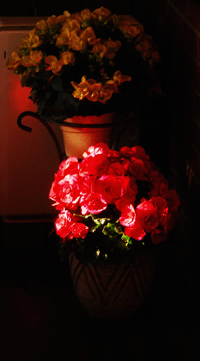 a0107680_20513372.gif