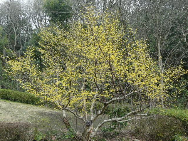 東高根森林公園のサンシュユ。_e0145782_20294154.jpg