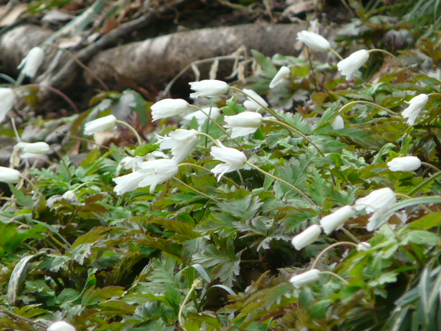 東高根森林公園のサンシュユ。_e0145782_20313891.jpg