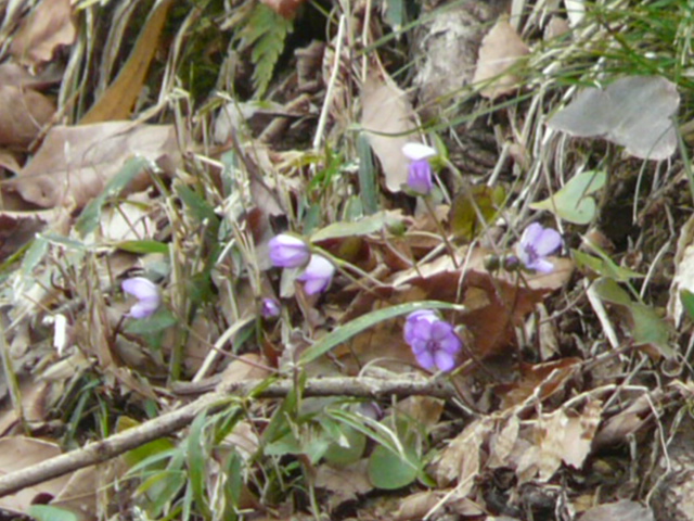 e0145782_20323480.jpg