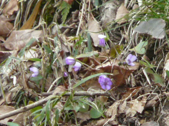 東高根森林公園のサンシュユ。_e0145782_20323480.jpg