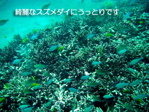 大興奮の体験ダイビング★_f0144385_17342096.jpg