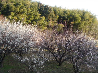 a0054240_2195998.jpg