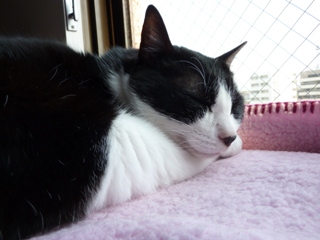 お昼寝猫 ご連絡先をお伝えください編。_a0143140_22382559.jpg