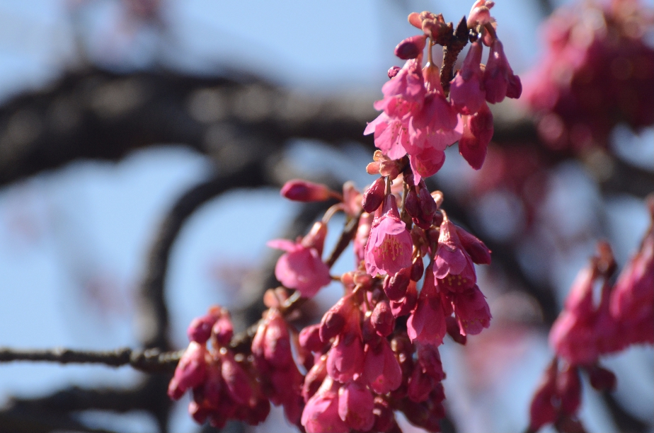 寒緋桜も咲きだした＠散歩_d0056382_232422.jpg
