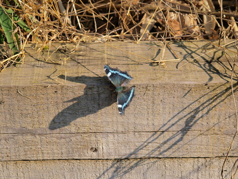 e0123889_17351125.jpg