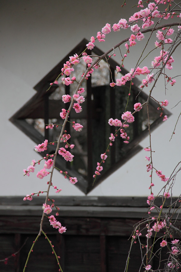 11.02.26＆27：福岡・佐賀の梅景色（高伝寺）６_c0007190_18302.jpg