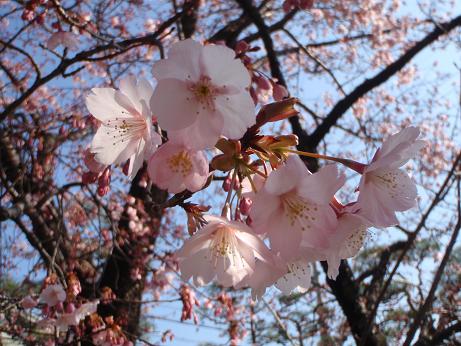 サクラ・桜_a0125598_21353211.jpg