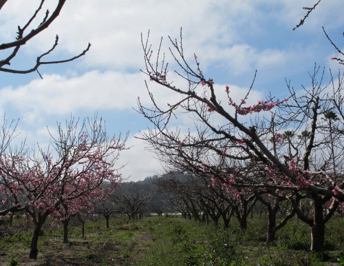 大地震、祈り　　3・12・2011_a0127398_393060.jpg