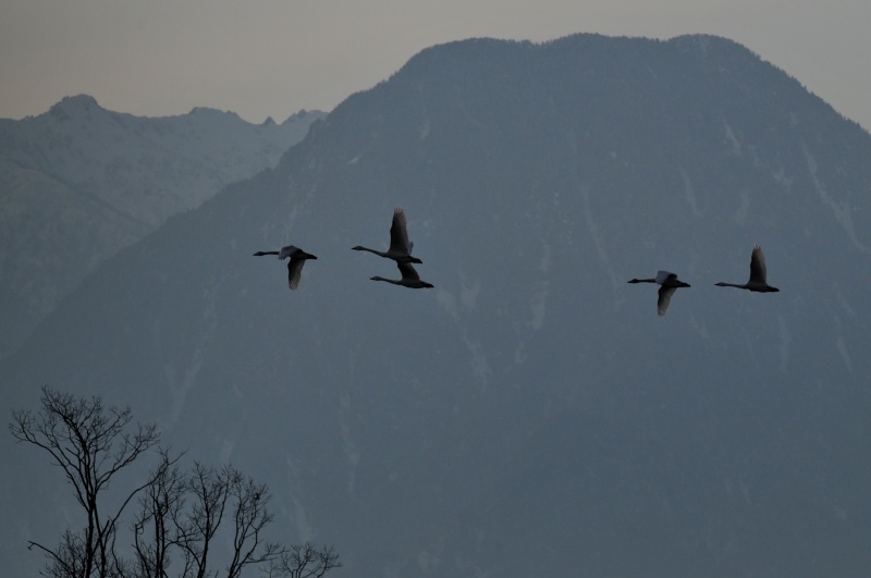 夕刻、田んぼへと向かう白鳥たち_e0103903_1854148.jpg