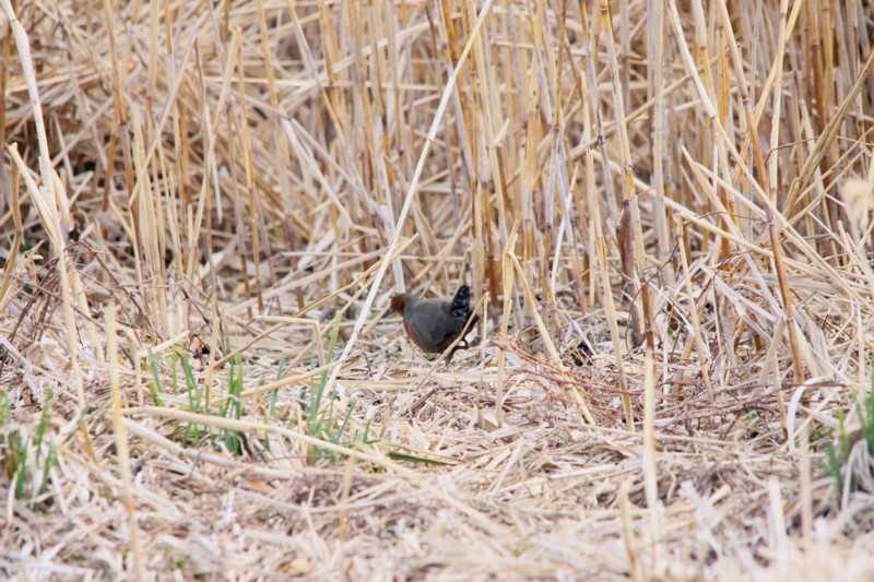 田圃の鳥達（2011年3月14日）_f0235311_17511181.jpg