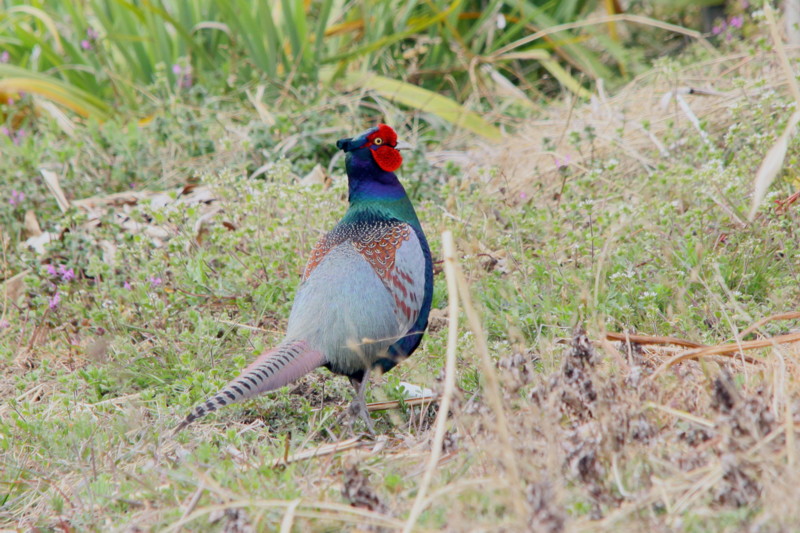 田圃の鳥達（2011年3月14日）_f0235311_17543886.jpg