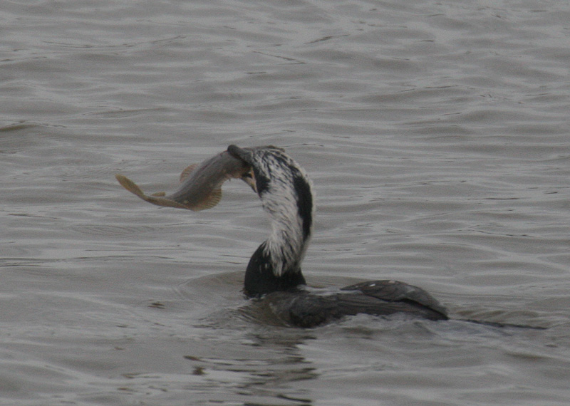 カワウとカレイ Phalacrocorax carbo_f0161823_5361523.jpg