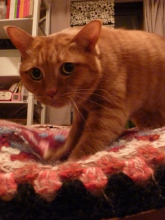 節電ふみふみ猫 しぇる編。_a0143140_22562598.jpg