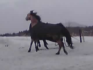 ミッキー 元気!_e0145441_21244914.jpg