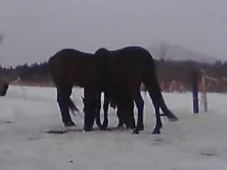 ミッキー 元気!_e0145441_21261869.jpg