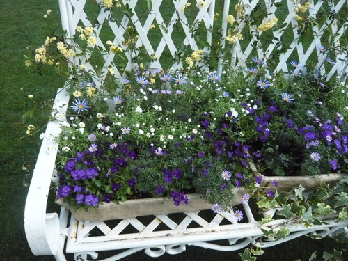 花かごしま２０１１_b0137969_1365811.jpg
