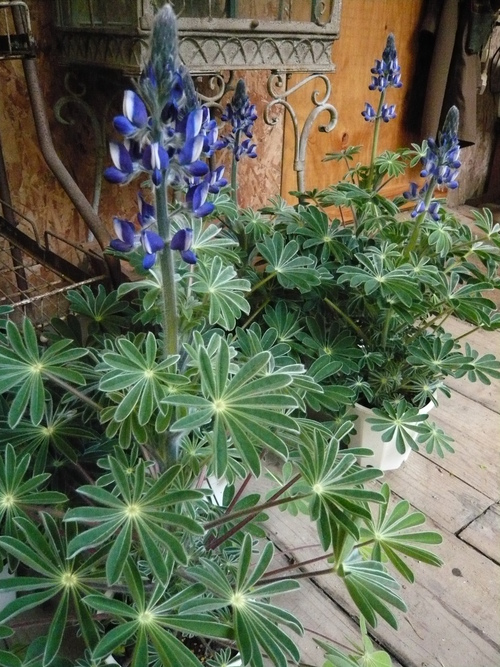 花かごしま２０１１_b0137969_17412792.jpg
