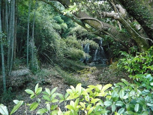 花かごしま２０１１_b0137969_17513047.jpg