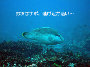 シミランクルーズ3泊4日_f0144385_1415117.jpg