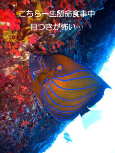 シミランクルーズ3泊4日_f0144385_1491836.jpg
