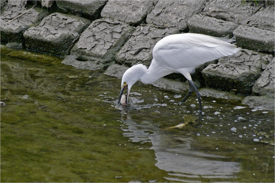 ■■ 餌は獲ったものの・・・・・・・・コサギ ■■_d0209988_18593462.jpg