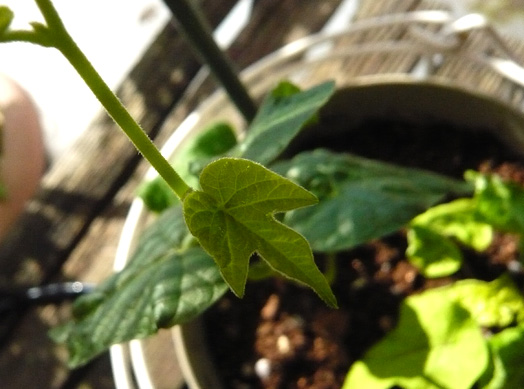 c0124998_05269.jpg