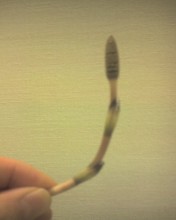 c0164401_2152388.jpg